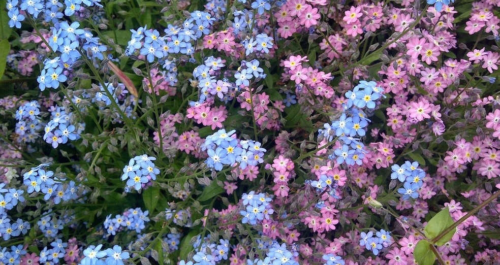 significado miosótis