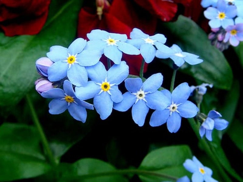 Myosotis arvensis