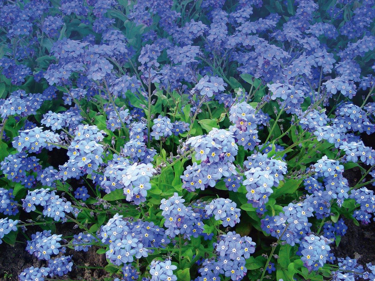 significado miosótis