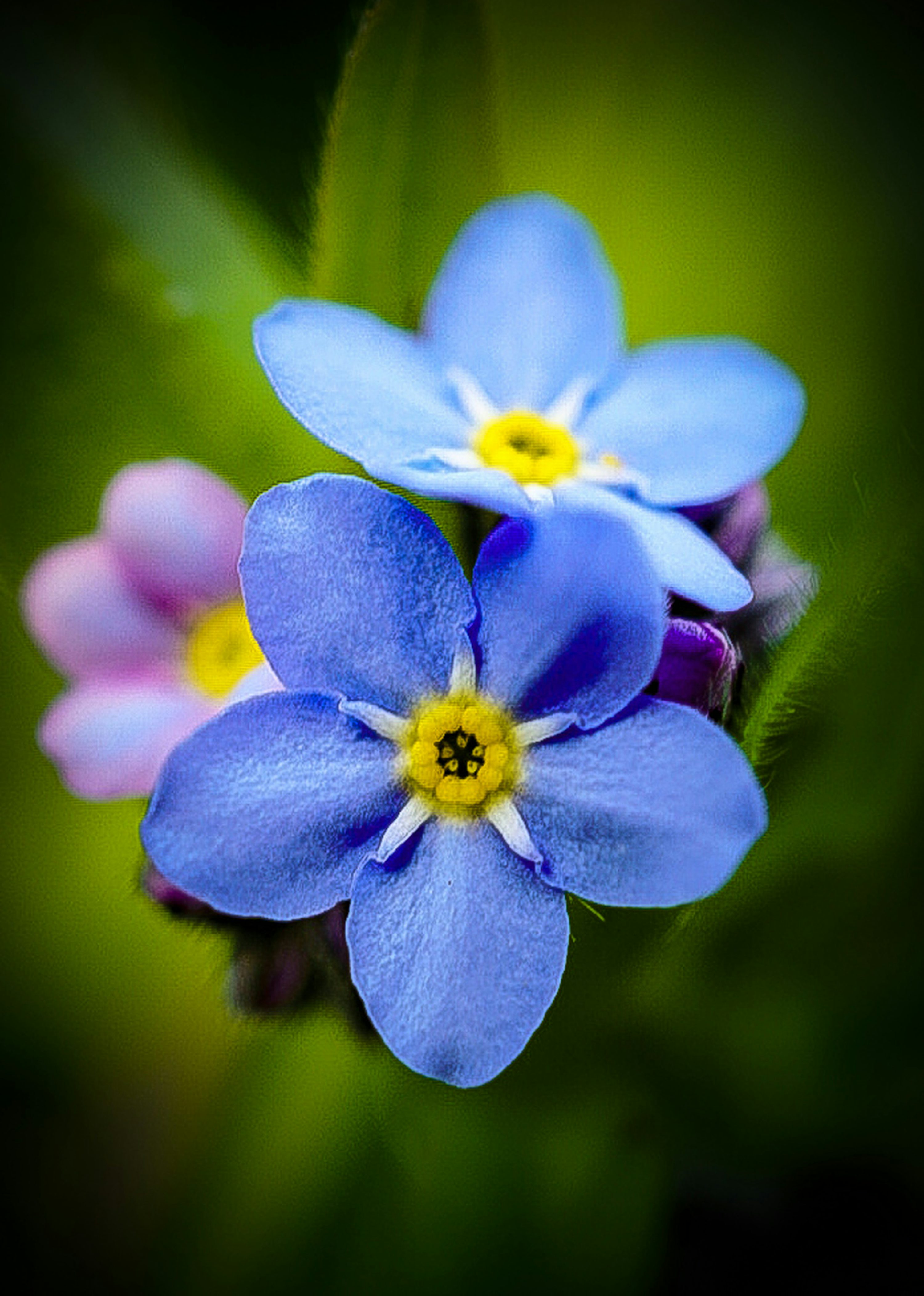 cuidados com miosótis