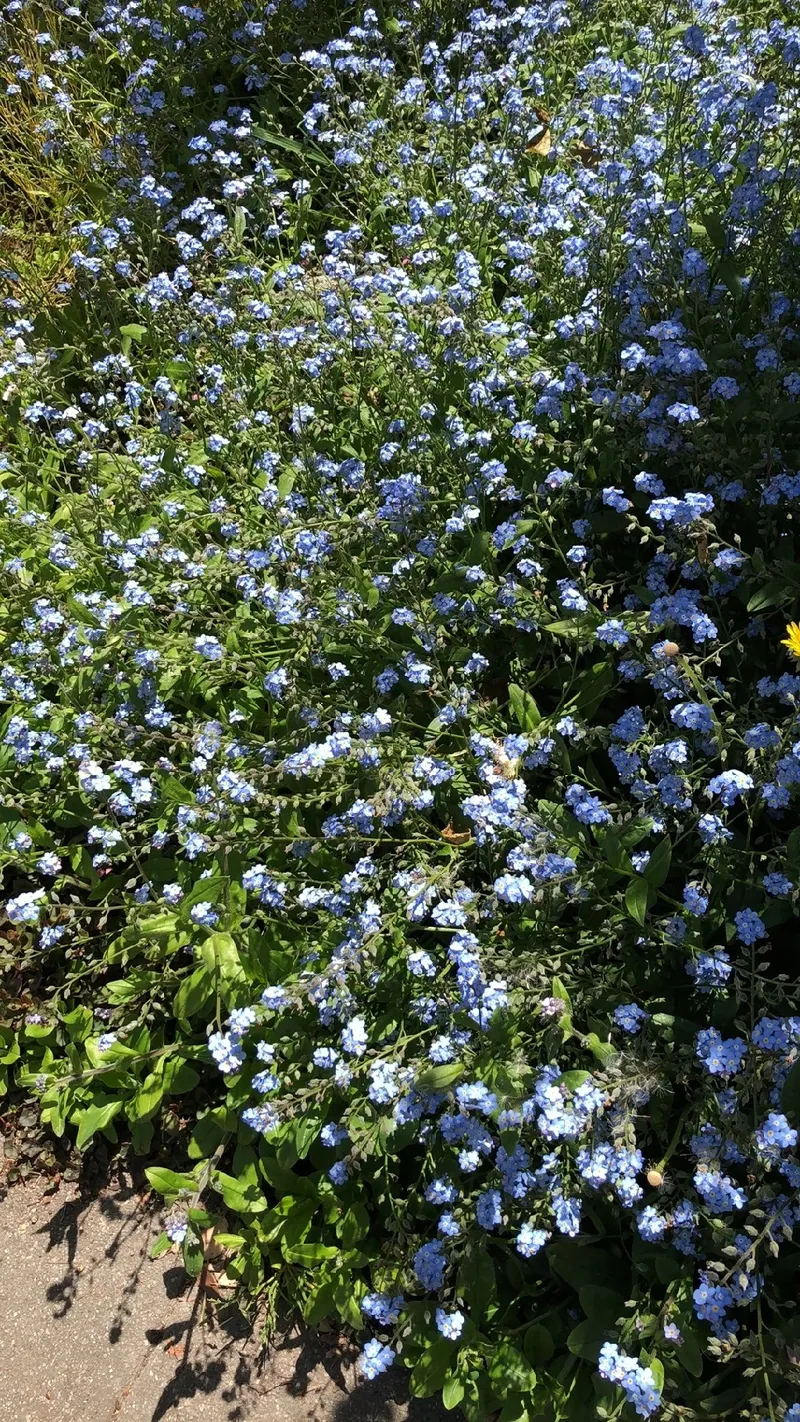 lenda do não me esqueças