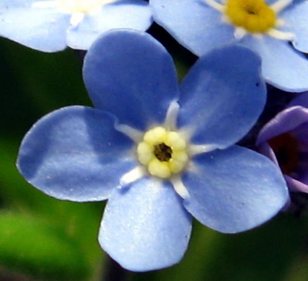 miosótis comestível