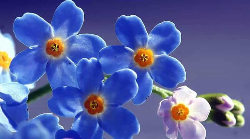 flor Myosotis