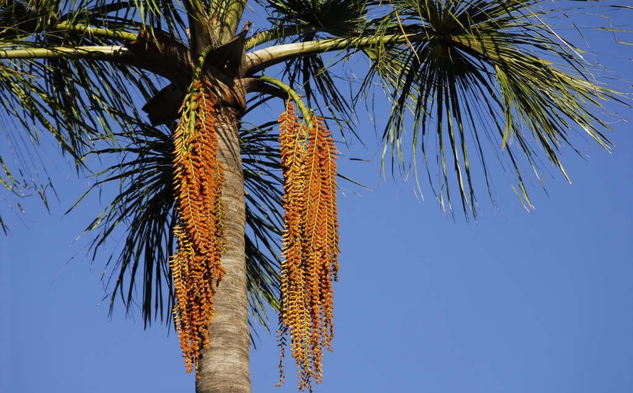 buriti