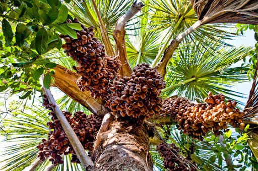 Mauritia flexuosa