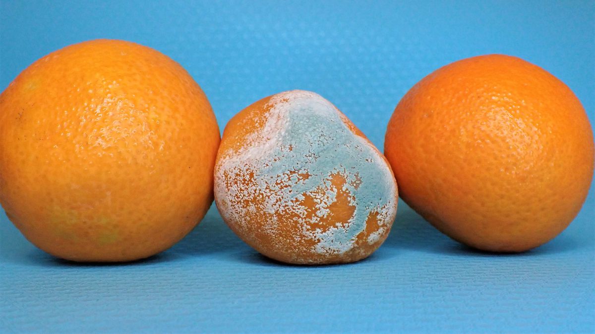 bolor laranja banheiro