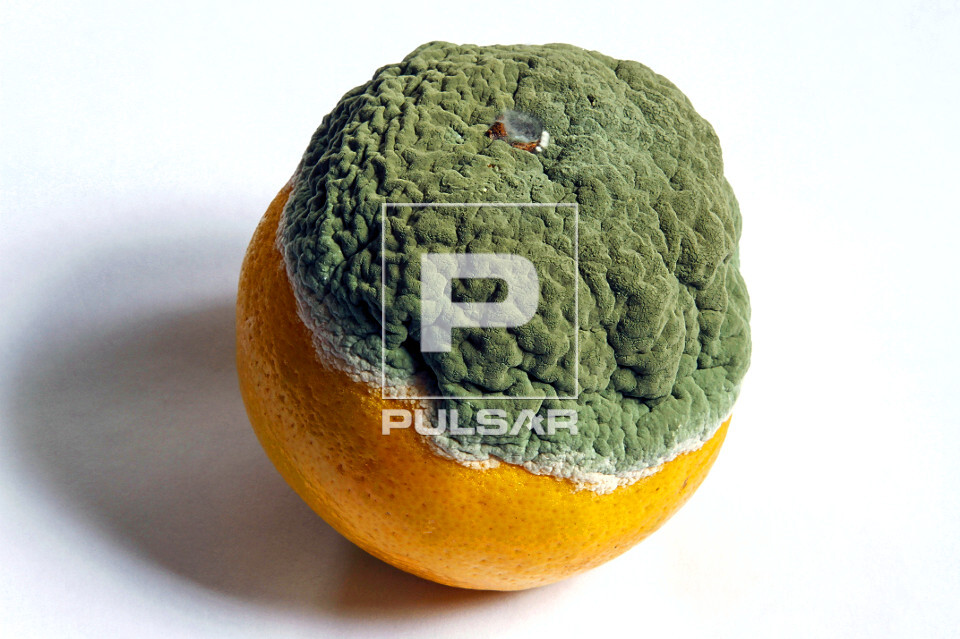 fungo laranja parede
