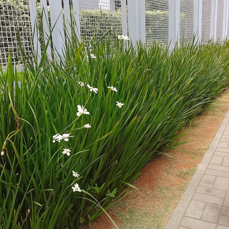 Dietes