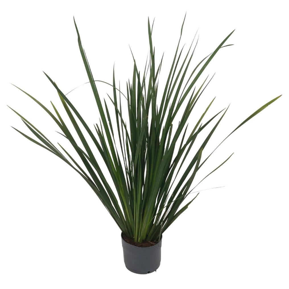 Plantas resistentes