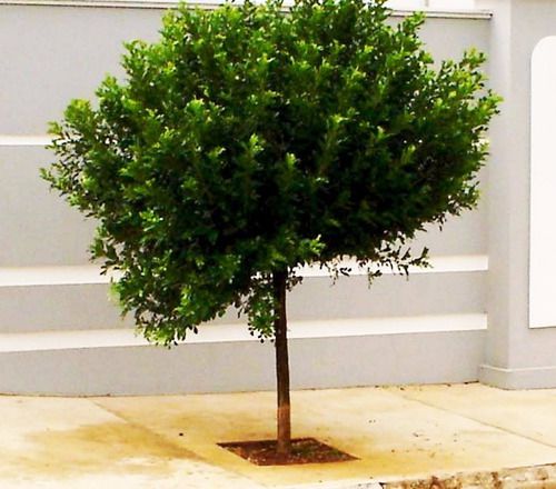 melhores plantas para cerca viva