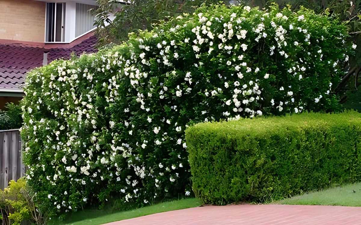 erros comuns ao plantar murta de cheiro