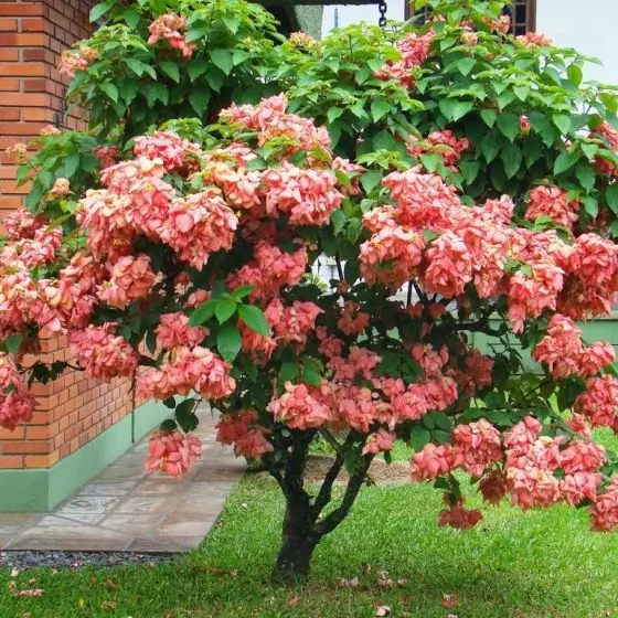 Mussaenda Rosa (Mussaenda alicia)
