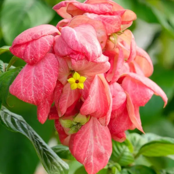 Mussaenda Vermelha (Mussaenda erythrophylla)