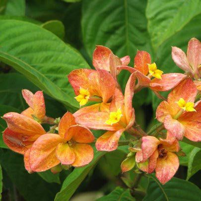 Mussaenda Branca (Mussaenda philippica)