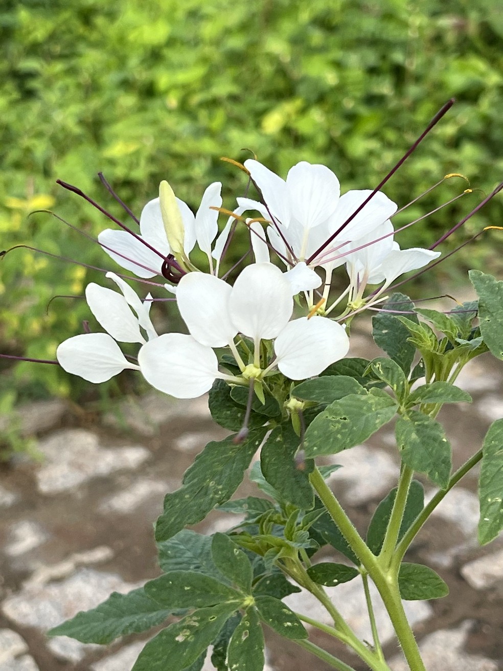 Cleome hassleriana