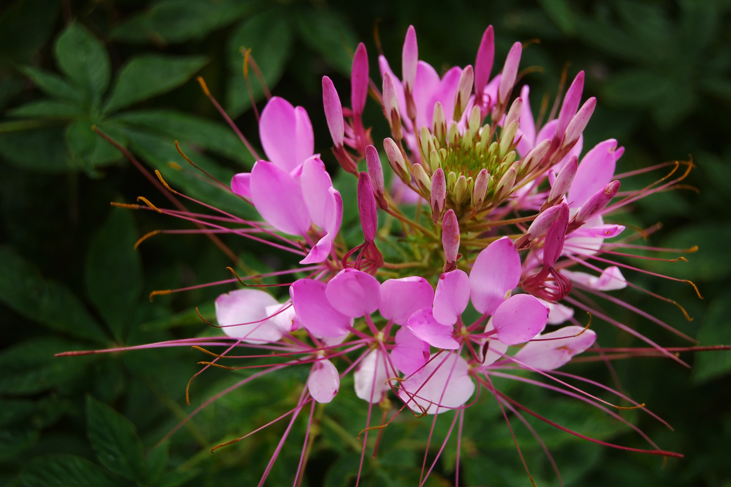 Cleome hassleriana