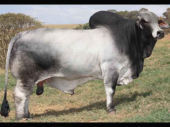 Usos medicinais do mussambê