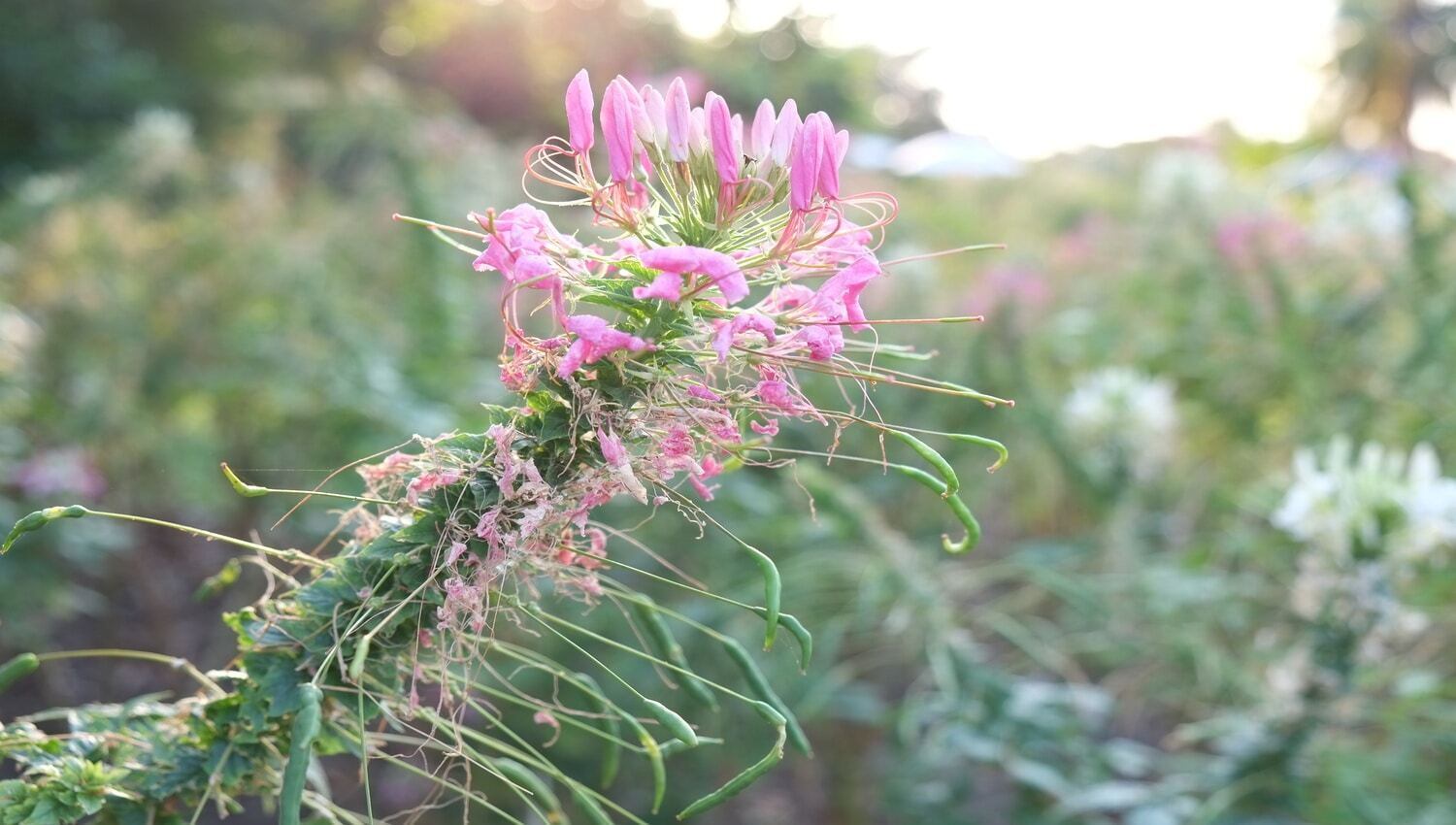 Como plantar mussambê