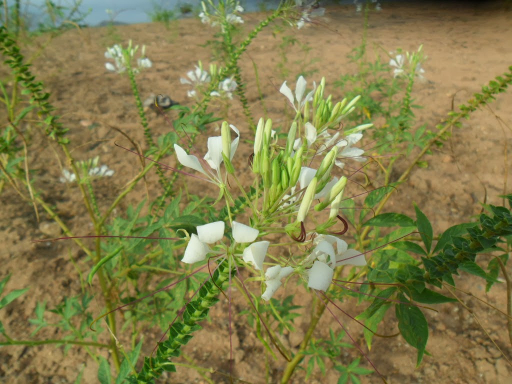 Propriedades anti-inflamatórias do mussambê