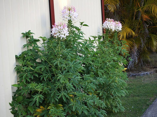 Mussambê para otite