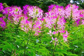 Usos medicinais do mussambê