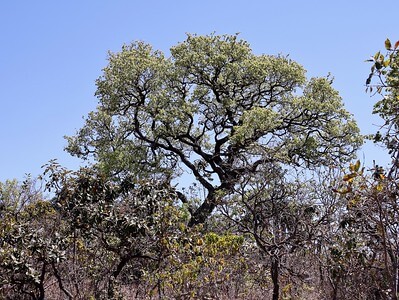 Chá de mussambê para gripe