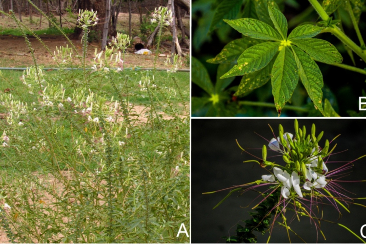 Propriedades anti-inflamatórias do mussambê