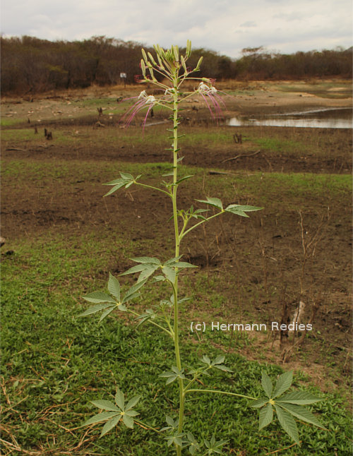 Mussambê para otite