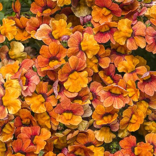 melhores cores de nemesia para jardim