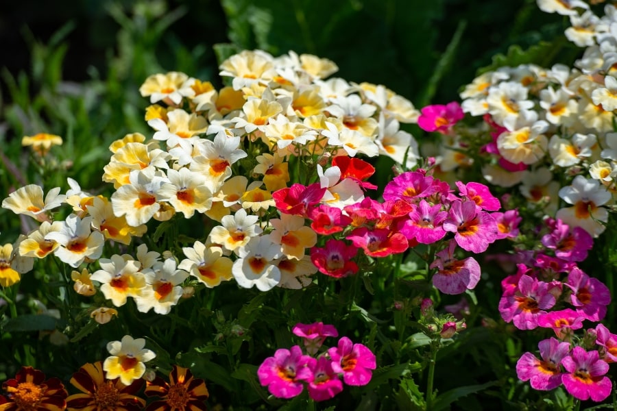 erros comuns ao plantar nemesia