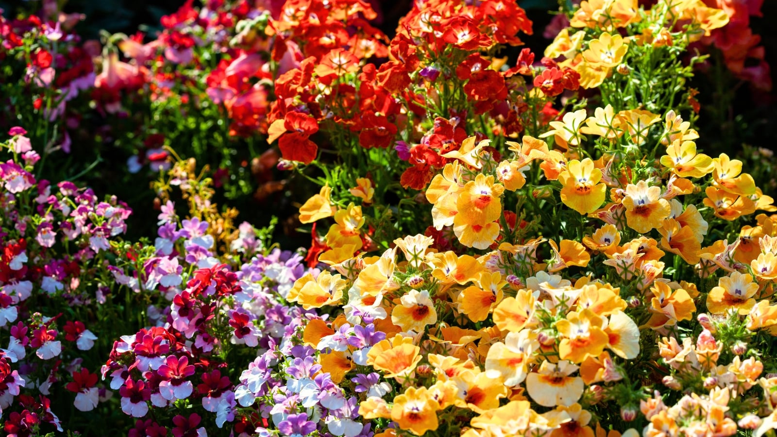 nemesia vs petunia qual escolher