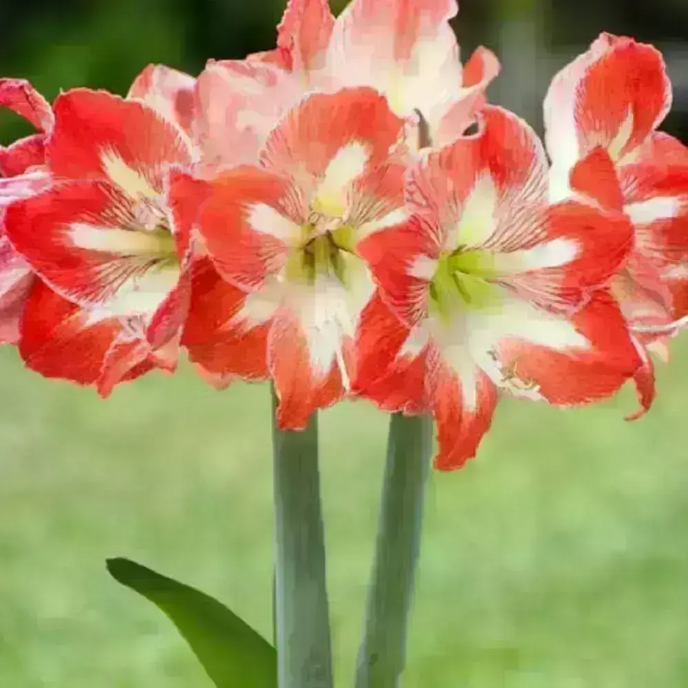 nomes de flores raras e exóticas para colecionadores