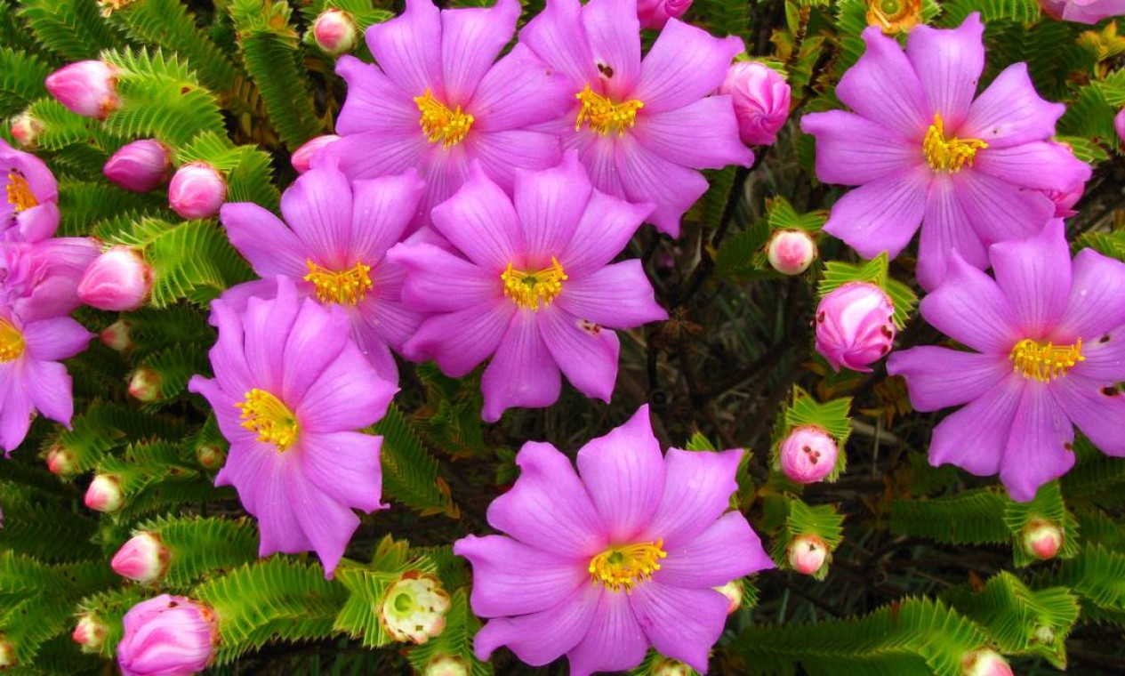 flor Kadapul vs Orquídea Fantasma qual a mais rara