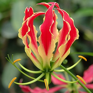 nome de flores raras