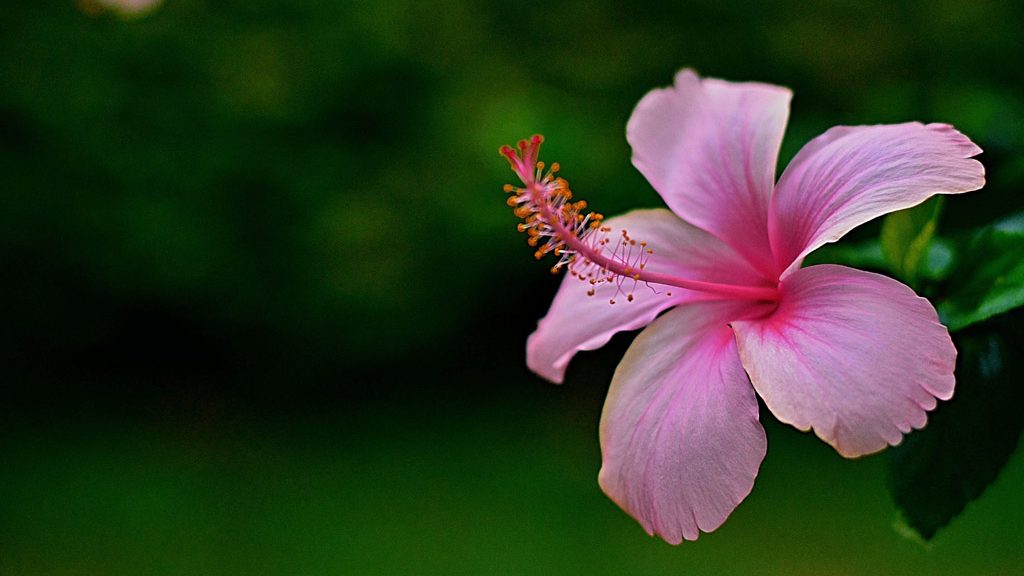 preço médio de sementes de flores raras