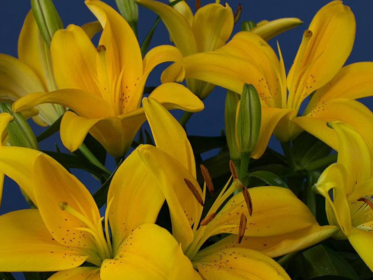 como identificar a flor mais rara do mundo