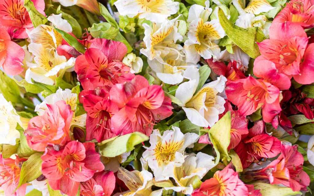 nomes de flores para meninas mais bonitos