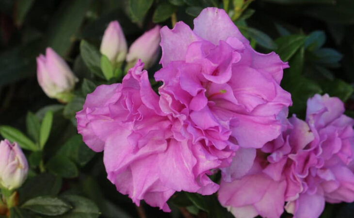 nomes de flores para meninas vs nomes de frutas para meninas