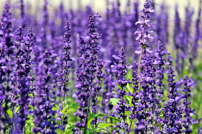 nomes de flores raras