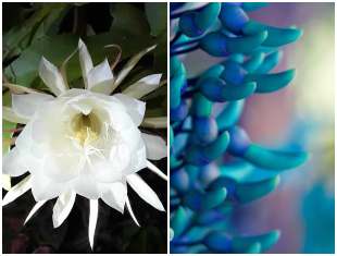 como identificar a flor kadapul