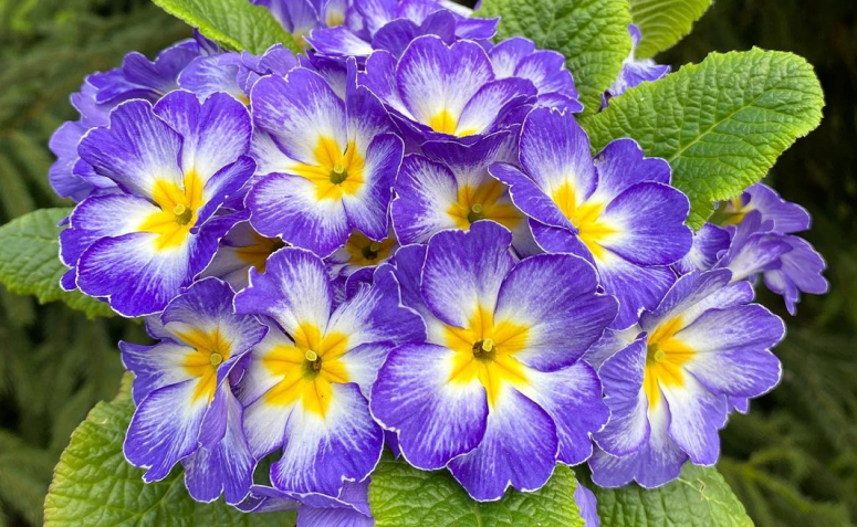 nomes de flores raras