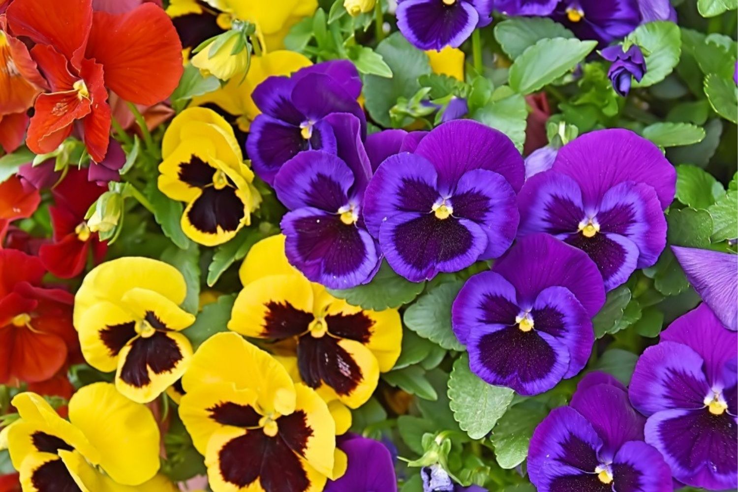 erros comuns ao tentar cultivar flores raras