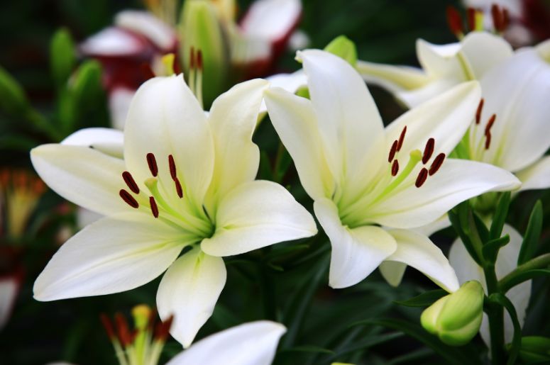 lista de flores raras mais bonitas do mundo