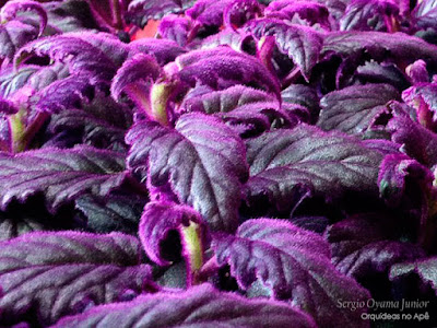 plantas com folhas roxas e prateadas