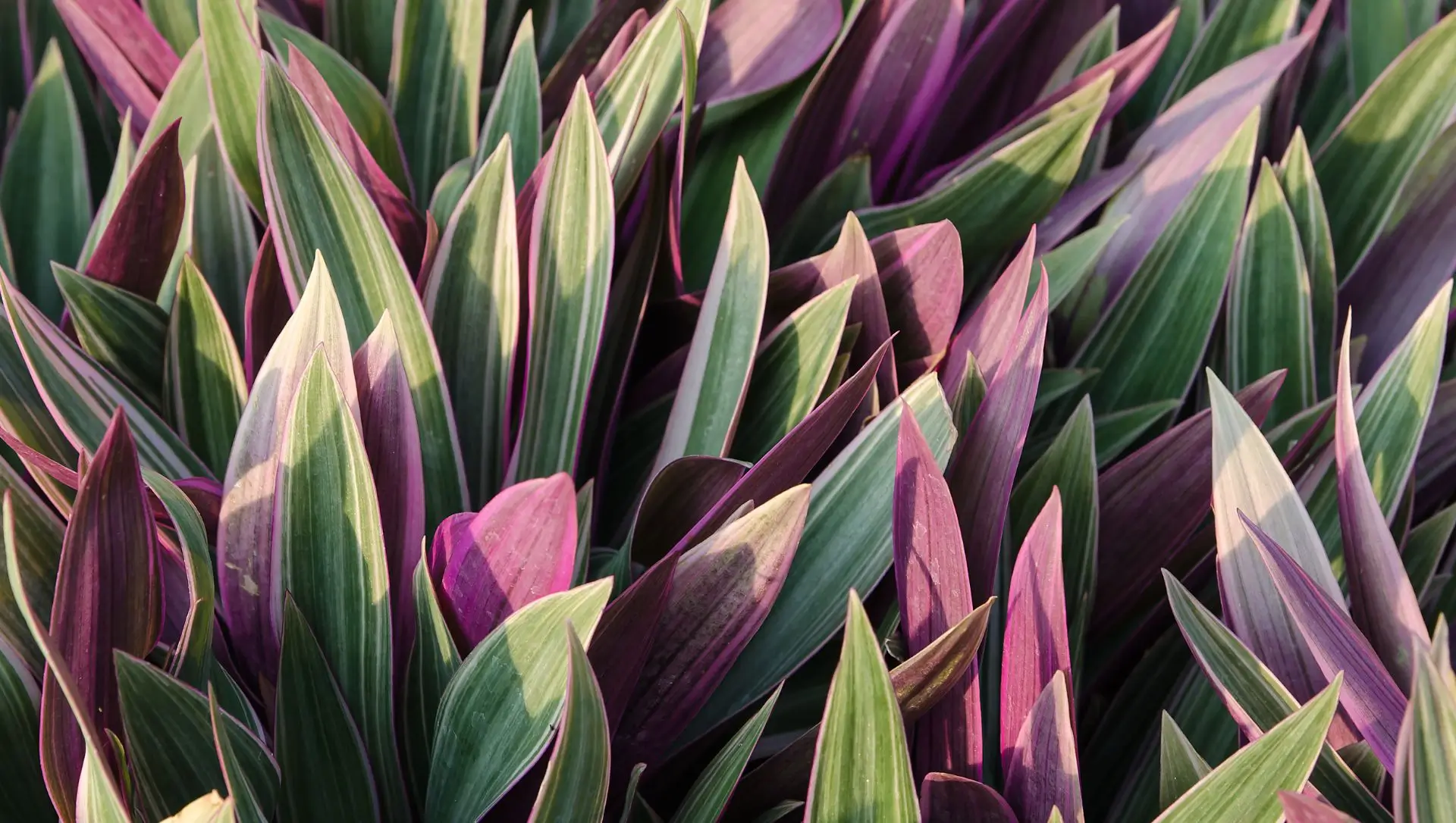 plantas roxas pendentes