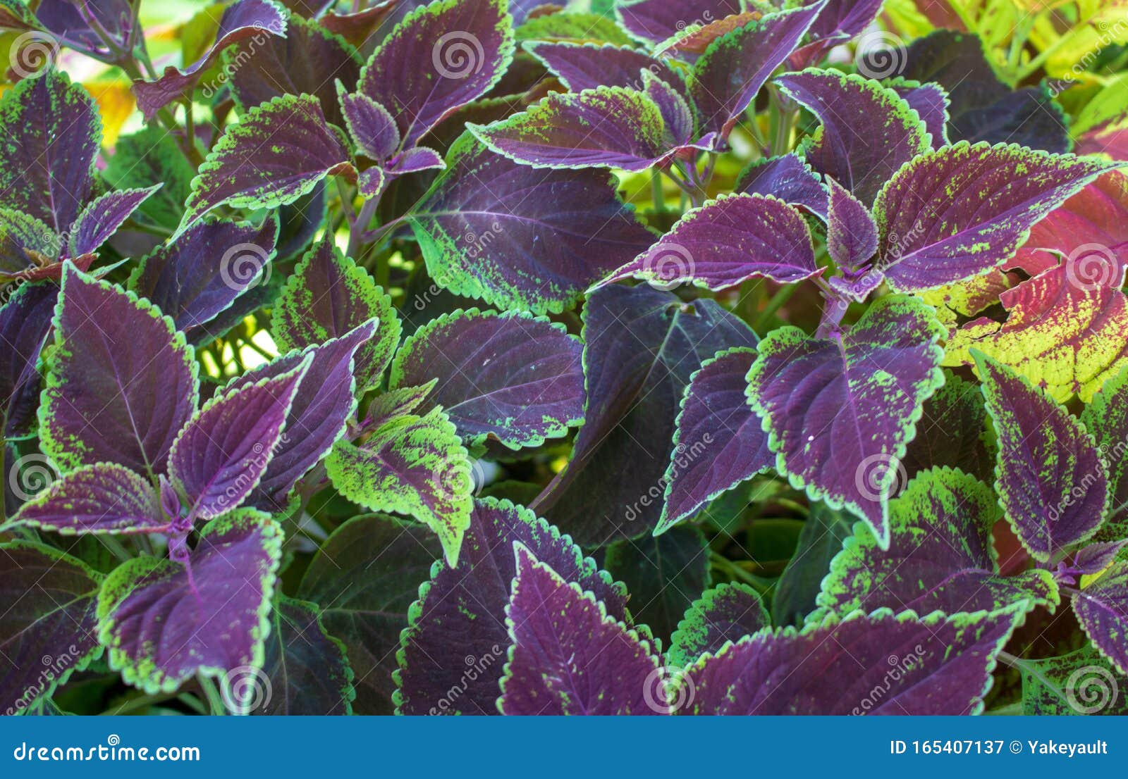 plantas roxas arbustivas