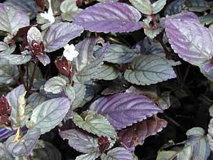 plantas roxas para paisagismo tropical