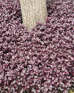 plantas roxas com flores rosadas