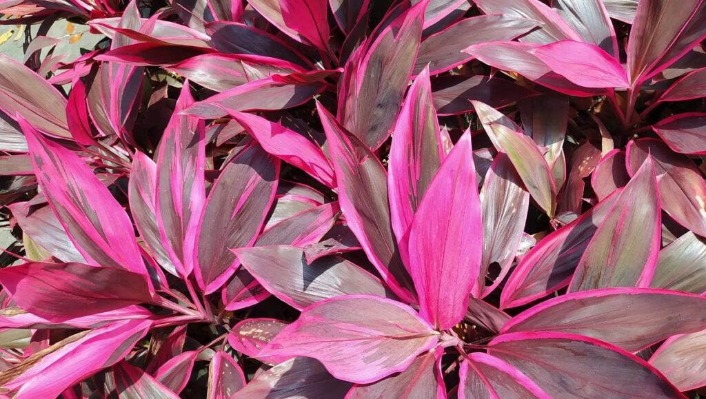 plantas com folhas roxas e verdes