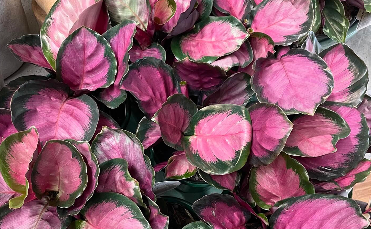 plantas roxas para jardim interno